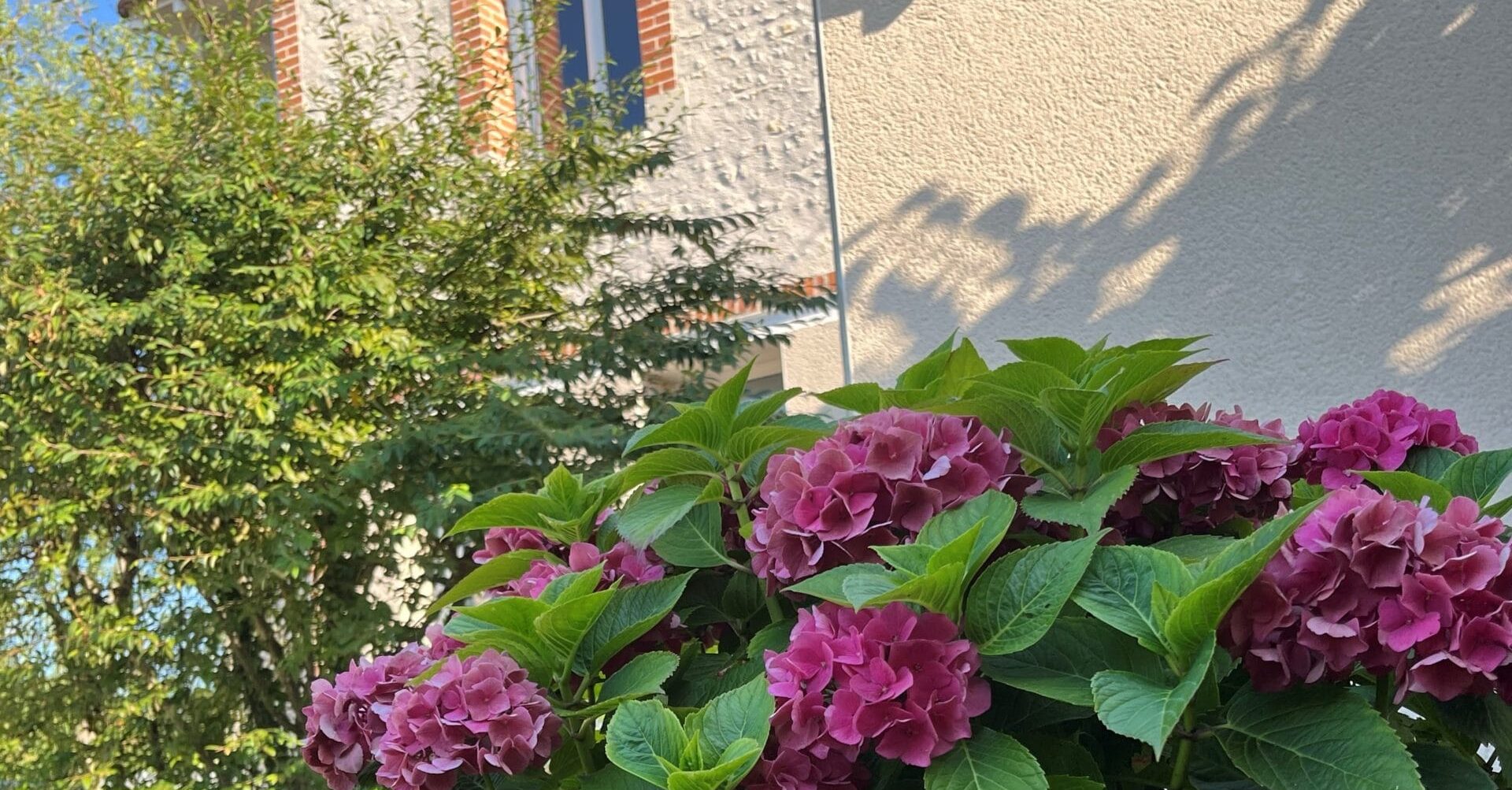 Fleur du Gite Amboise